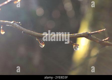 Ein Foto von Wassertropfen, die an einem Zweig im Wald hängen, in Herbstfarben. Britische Waldszene Stockfoto