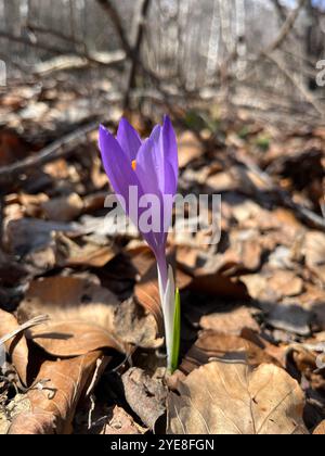 Violett Crocus Vernus blüht durch trockene Blätter im Vitosha-Berg bei Sofia Bulgarien, Balkan, Osteuropa, Balkan Stockfoto