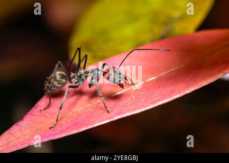 Nahaufnahme Camponotus singularis in der Natur, eine wunderschöne asiatische Rotkopfameise aus tropischem Wald Stockfoto