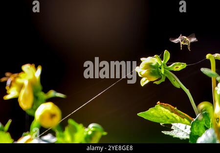 Strandja Bergwelt Bulgarien 30. Oktober 2024 Honny Bienen arbeiten hart Herbst Wildblumen Clifford Norton Alamy Live News Stockfoto