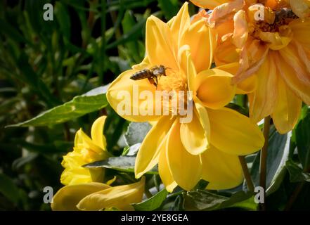 Strandja Bergwelt Bulgarien 30. Oktober 2024 Honny Bienen arbeiten hart Herbst Wildblumen Clifford Norton Alamy Live News Stockfoto