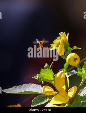 Strandja Bergwelt Bulgarien 30. Oktober 2024 Honny Bienen arbeiten hart Herbst Wildblumen Clifford Norton Alamy Live News Stockfoto
