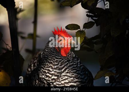 Eine „Amrock“, Hühnerrasse. Schwarz-weiß gefärbtes Huhn in einem bayerischen Garten. Kreative Komposition. Stockfoto