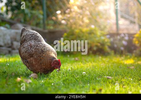 Ein Bielefelder Kennhuhn, deutsche Hühnerrasse. Braunes Huhn in einem bayerischen Hinterhof/Garten. Sonnenuntergang Stockfoto