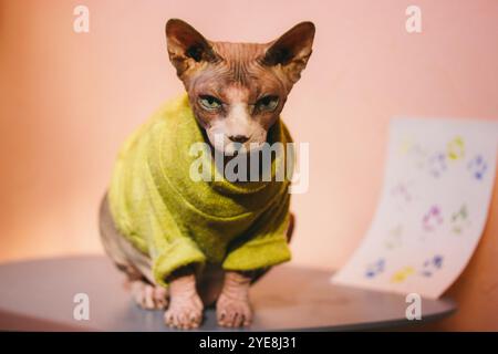 Eine kahle Katze der kanadischen Sphynx-Rasse, gekleidet in einem grünen gelben warmen Pullover, steht auf einem Tisch und schaut in die Kamera. Stilvolles Sphinx-Katzenkätzchen-Haustier. Stockfoto