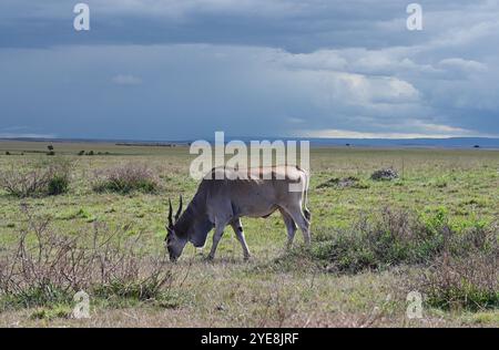 Taurotragus oryx, auch bekannt als das südliche Eland oder Eland Antilope, die in der Savanne weidet. Kenia, Afrika. Stockfoto