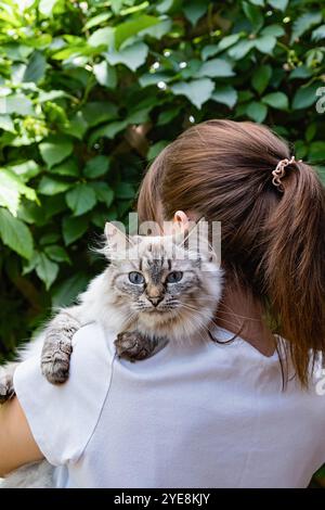 Eine Frau hält eine neva-Maskerade-Katze in ihren Armen. Die Katze ist flauschig und hat ein blaues Auge. Die Frau trägt ein weißes Hemd und hat ihr Haar in einem Po Stockfoto