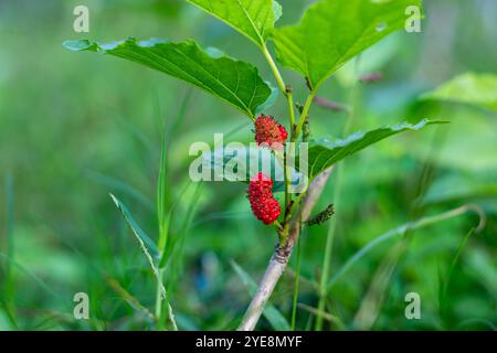 Wenn er gepfropft wird, trägt der kleine Baum Früchte. Maulbeeren-Garten beginnen grün, wenn der Baum beginnt zu fruchten, beginnen, rot zu werden, wenn er reift Stockfoto