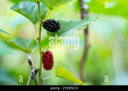 Morus nigra, auch bekannt als Schwarze Maulbeere, ist ein großartiger essbarer Obstbaum. Die reichhaltigen Früchte werden im Herbst fertig und sind tiefrot und Reifen bis violett Stockfoto