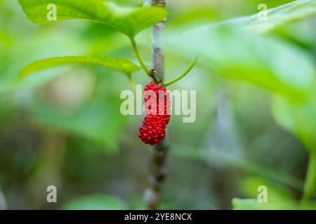 Maulbeeren beginnen grün, wenn der Baum zum ersten Mal zu fruchten beginnt, werden rot, sobald sie Reifen, und werden tiefviolett, schwarz. Maulbeerrot fr Stockfoto