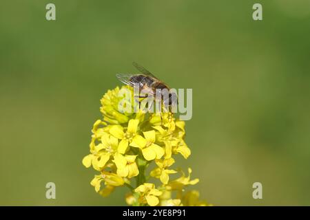 Nahaufnahme gelbe Blüten der Winterkresse (Barbarea vulgaris), Familie Brassicaceae mit weiblicher hoverfly, Tapered Drone Fly, Eristalis pertinax. Feder, Stockfoto