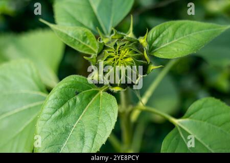 Sonnenblumenknospen sind in ein paar Tagen bereit zur Blüte. Alle Blütenknospen sind magisch und entwickeln sich aus Knospen-Setzlingen. Unreife Sonnenblumenköpfe zeigen sich Stockfoto