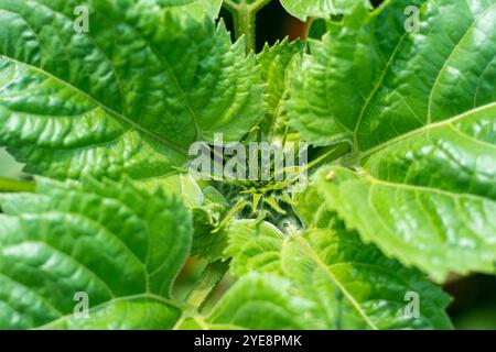 Sonnenblumenknospen können bis zu 10 Tage dauern, bis sie vollständig geöffnet sind. Sobald sie blühen, sind Sonnenblumen vielseitige Bestäuber! Sonnenblumenknospen sind in ein paar wenigen bereit, zu blühen Stockfoto