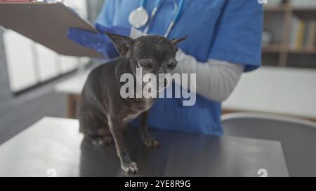 Eine Tierärztin untersucht einen chihuahua-Hund in einem Klinikinnenraum, wobei sie Pflege und Professionalität im veterinärmedizinischen Kontext darstellt. Stockfoto