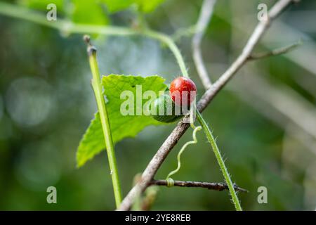 Der rote und grüne Wildkirschbaum besteht aus duftenden Blüten, essbaren Früchten und gezahnten Blättern. Wilde Kirsche ist ein schnell wachsender Laub in Mischungen und Buchen Stockfoto