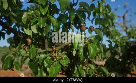 Nahaufnahme eines Birnenbaums pyrus communis mit jungen Früchten in einem Obstgarten in apulien, italien, unter einem klaren blauen Himmel, der lebendige grüne le veranschaulicht Stockfoto