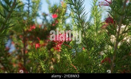 Eine lebhafte Nahaufnahme einer blühenden Grevillea-juniperina-Pflanze mit einem Bienennektar, die draußen in apulien, italien, fotografiert wurde und üppigen Greis zeigt Stockfoto