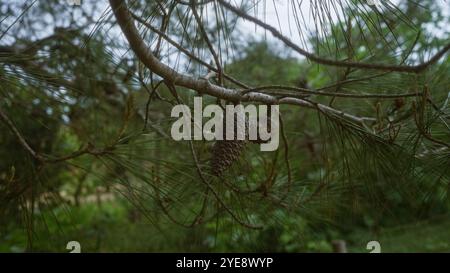 Tannenzapfen hängen an einem Zweig einer aleppo-Kiefer pinus halepensis in einer Waldlandschaft in apulien, süditalien an einem klaren Tag. Stockfoto