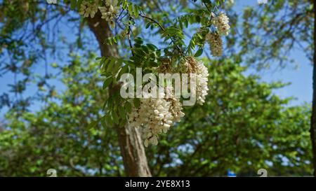 An einem hellen Frühlingstag in apulien, italien, blüht eine duftende Gruppe von robinia pseudoacacia-Blüten, umgeben von üppigem grünem Laub unter klarem Blau Stockfoto