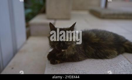 Eine weiche Katze liegt ruhig im Freien auf einer gekachelten Stufe, mit klaren, aufmerksamen Augen, die in die Kamera blicken, umgeben von einem ruhigen Gartenhintergrund. Stockfoto