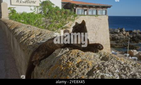 Eine schwarze Katze loungiert auf einer Steinmauer mit Blick auf das Meer und die Gebäude in gallipoli, apulien, italien, die die entspannte Atmosphäre und das Archit demonstrieren Stockfoto