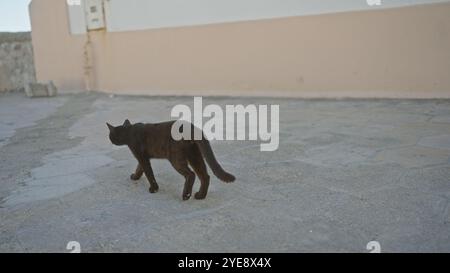 Eine einsame schwarze Katze spaziert auf einem Steinpflaster in der malerischen Stadt gallipoli, die sich in apulien, italien befindet, und fängt das Wesen der lokalen Katze i ein Stockfoto