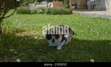 Calico-Katze, die sich auf einem grasbewachsenen Rasen in einem sonnigen Garten im Freien mit verschwommenen Menschen im Hintergrund entspannt. Stockfoto