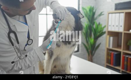 Hispanischer Tierarzt, der in einer Klinik Huskyzähne putzt Stockfoto