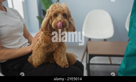 Ein brauner Pudel leckt sich die Nase, während ein Tierarzt ihn in einer Klinik untersucht, mit den Händen eines Mannes und dem weißen Innenraum. Stockfoto