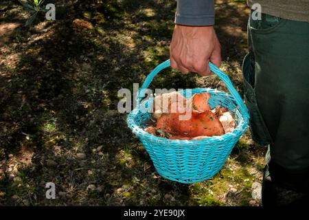 Ein Mann trägt einen Korb mit einigen Rovellons, typische Herbstpilze, die in Katalonien, Spanien, sehr geschätzt werden und frisch im Wald gesammelt werden Stockfoto