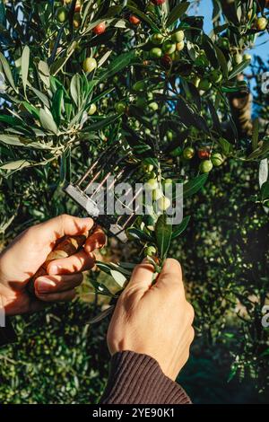 Ein Mann erntet an einem sonnigen Herbsttag in einem Olivenhain in Spanien ein paar Arbequina-Oliven Stockfoto