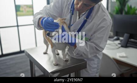 Eine junge Tierärztin aus spanien untersucht einen chihuahua-Hund in einer Tierklinik und zeigt eine professionelle und fürsorgliche Umgebung. Stockfoto