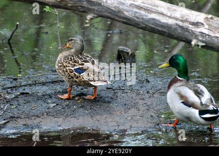 Zwei Stockenten, die von der Kamera weg ins Teichwasser in Minnesota gehen. Stockfoto