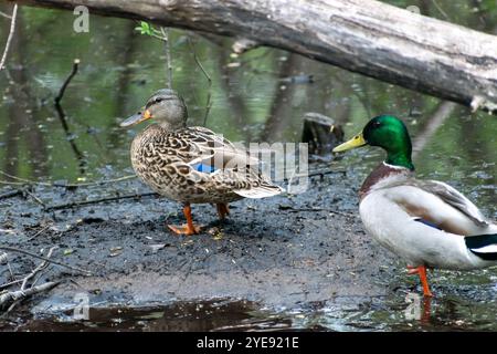 Zwei Stockenten, die von der Kamera weg ins Teichwasser in Minnesota gehen. Stockfoto