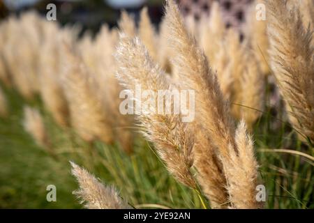 Wunderschönes Ziergras wächst im Herbst im Garten. Stockfoto