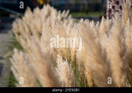 Wunderschönes Ziergras wächst im Herbst im Garten. Stockfoto