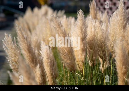 Wunderschönes Ziergras wächst im Herbst im Garten. Stockfoto