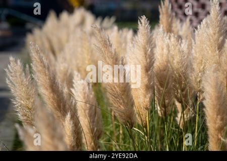 Wunderschönes Ziergras wächst im Herbst im Garten. Stockfoto