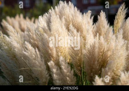 Wunderschönes Ziergras wächst im Herbst im Garten. Stockfoto