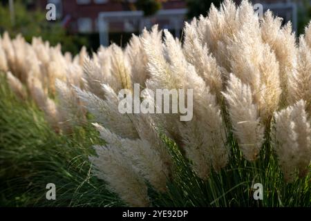 Wunderschönes Ziergras wächst im Herbst im Garten. Stockfoto