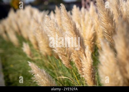Wunderschönes Ziergras wächst im Herbst im Garten. Stockfoto