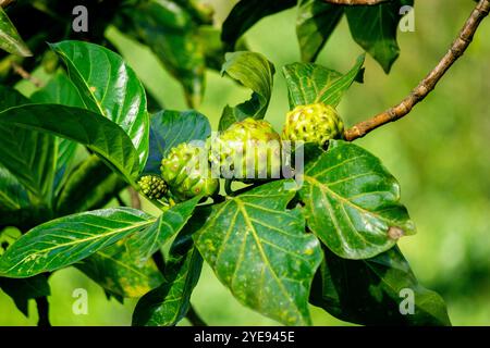 Morinda citrifolia (tolle morinda, indische Maulbeere, Noni, Strandmaulbeere, Käsefrucht) auf dem Baum Stockfoto