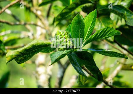 Morinda citrifolia (tolle morinda, indische Maulbeere, Noni, Strandmaulbeere, Käsefrucht) auf dem Baum Stockfoto