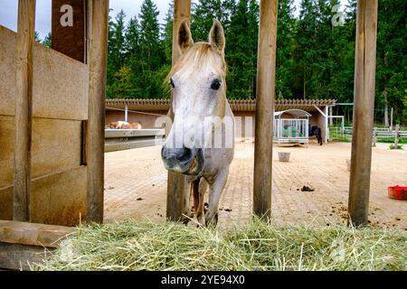 Pferde, die frisches Heu aus einem Futtertrog auf einem Bauernhof auf der Schwäbischen Alb in Münsingen, Baden-Württemberg, essen. Stockfoto