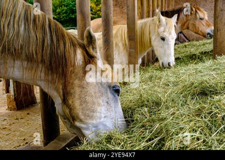 Pferde, die frisches Heu aus einem Futtertrog auf einem Bauernhof auf der Schwäbischen Alb in Münsingen, Baden-Württemberg, essen. Stockfoto