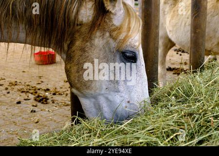 Pferde, die frisches Heu aus einem Futtertrog auf einem Bauernhof auf der Schwäbischen Alb in Münsingen, Baden-Württemberg, essen. Stockfoto