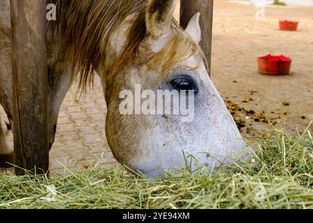 Pferde, die frisches Heu aus einem Futtertrog auf einem Bauernhof auf der Schwäbischen Alb in Münsingen, Baden-Württemberg, essen. Stockfoto