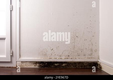 Wand mit schwarzem Schimmel und Wasserschäden in der Nähe der Fußplatte in der Zimmerecke mit weißer Strukturtapete und dunklem Holzboden, Umweltproblem in Innenräumen früher Stockfoto