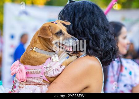 Goiania, Goias, Brasilien – 17. Oktober 2024: Ein Hund auf dem Schoß seines Besitzers. Foto während einer Veranstaltung für Hundebesitzer. Stockfoto