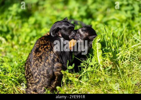 Ein Paar Tamarin mit goldenen Händen, der Neuweltaffe Saguinus midas auf der Wiese Stockfoto